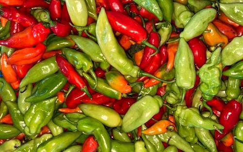 piment vert vegetal