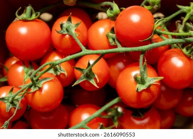 Tomates fraiches bio