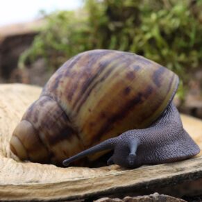 Archachatina marginata