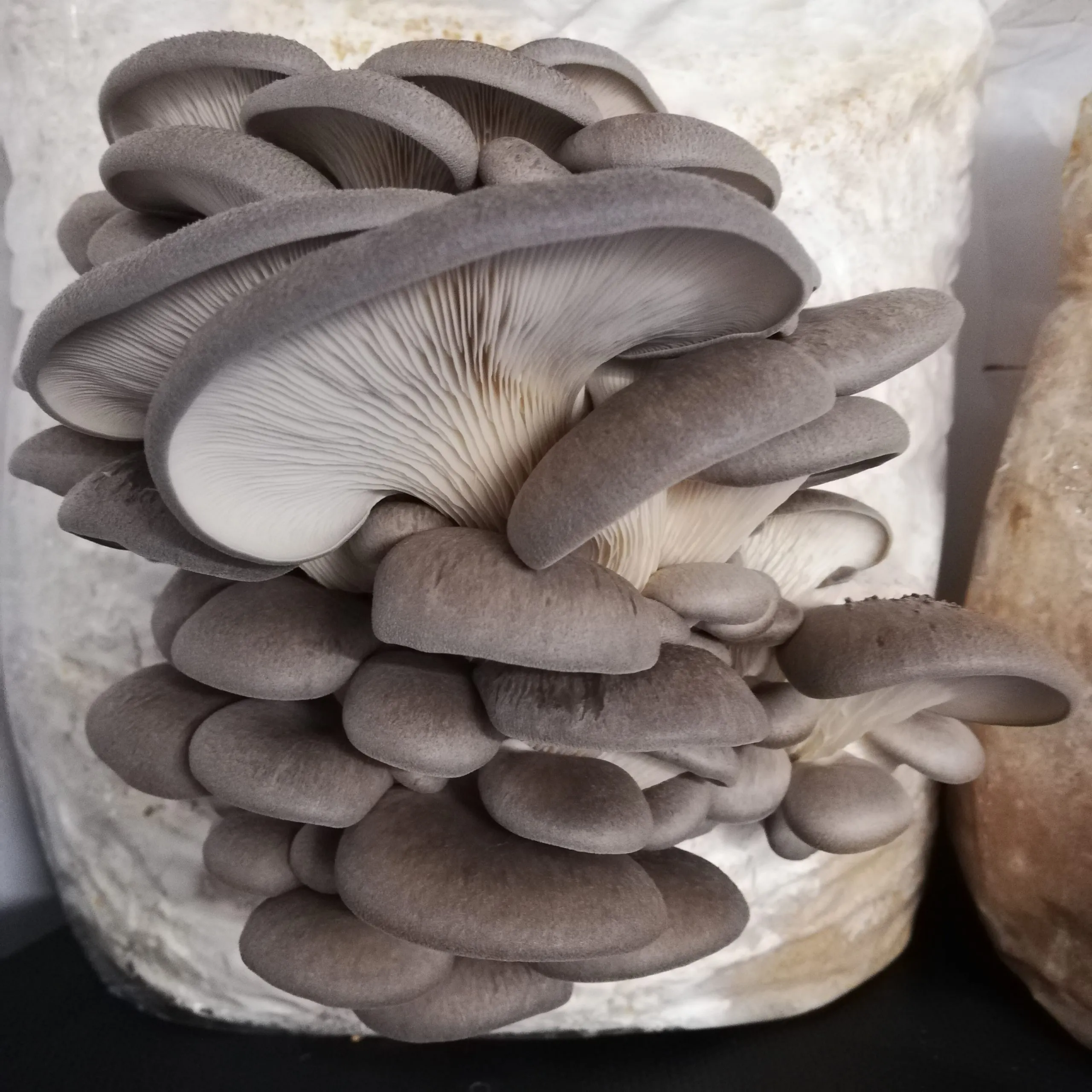 Champignon pleurote gris
