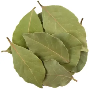 Feuille de laurier