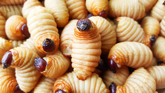 Larves de charançon rouge du palmier