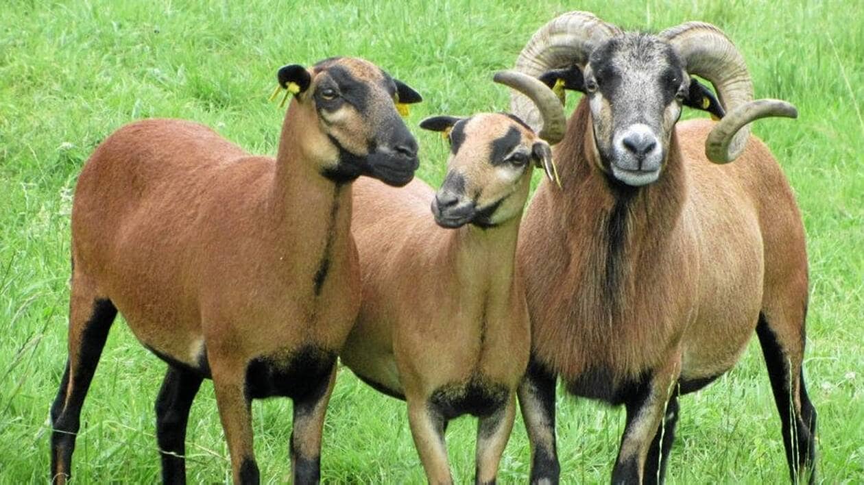 Viande de mouton – Image 2