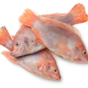 Tilapia rouge