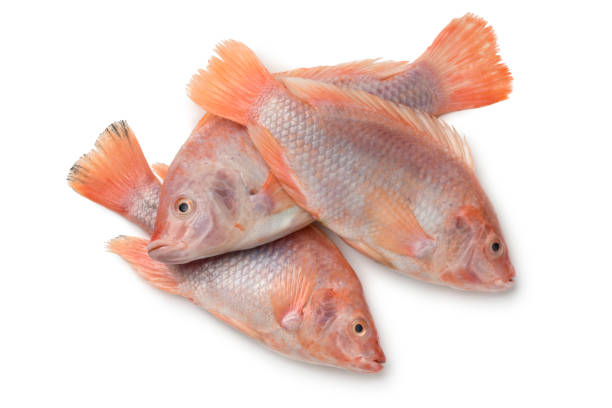 Tilapia rouge