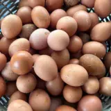 Oeuf de poule